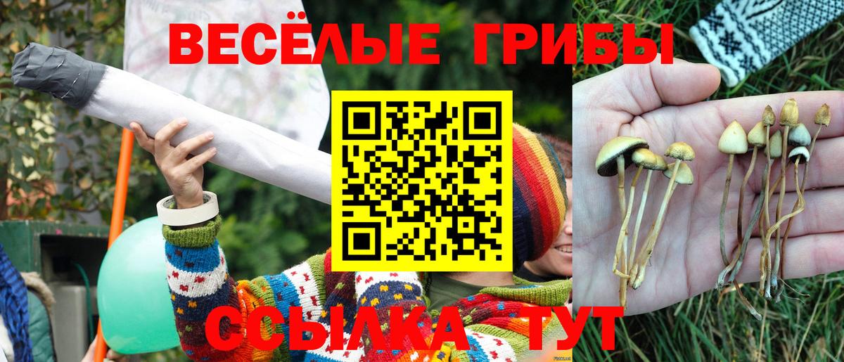 Гулькевичи  купить наркотики сайты  Псилоцибиновые грибы Cubensis  Вход с VPN  Псилоцибиновые грибы Psilocybe 